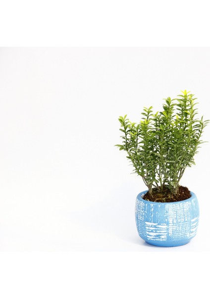 Bonsai Euonymus Microphyllus - Hediyelik Arkaik Saksıda Mavi