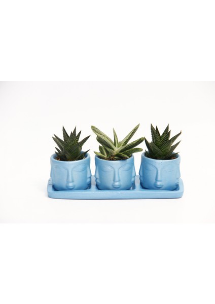 Trio Mavi Adler Sukulent Seti - Haworthia Limifolia, Huernia