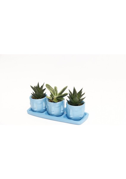 Trio Mavi Adler Sukulent Seti - Haworthia Limifolia, Huernia