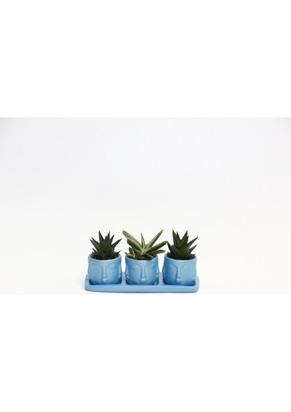 Trio Mavi Adler Sukulent Seti - Haworthia Limifolia, Huernia