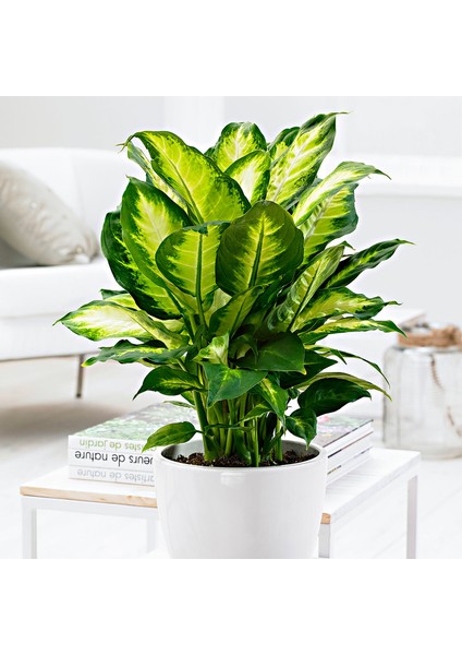 Camila (Dieffenbachia Camilla) 40 cm