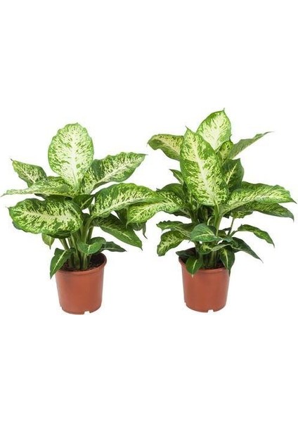 Camila (Dieffenbachia Camilla) 40 cm