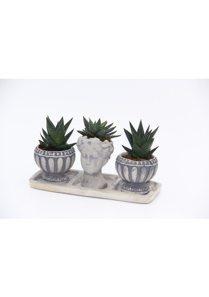 Trio Helen Gri Sukulent Seti - Haworthia Limifolia, Pumila