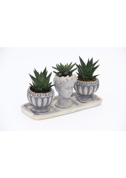 Trio Helen Gri Sukulent Seti - Haworthia Limifolia, Pumila