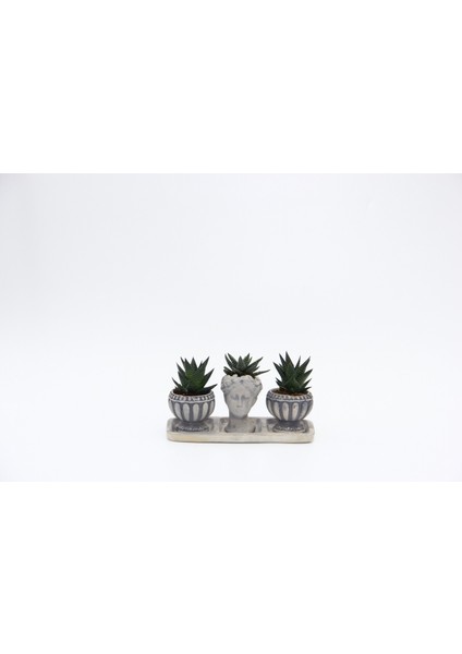 Trio Helen Gri Sukulent Seti - Haworthia Limifolia, Pumila