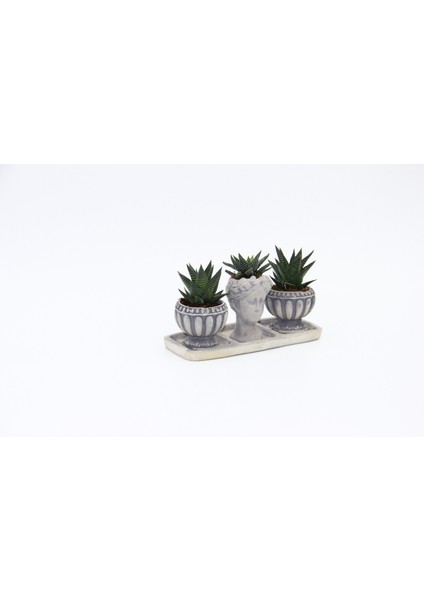 Trio Helen Gri Sukulent Seti - Haworthia Limifolia, Pumila