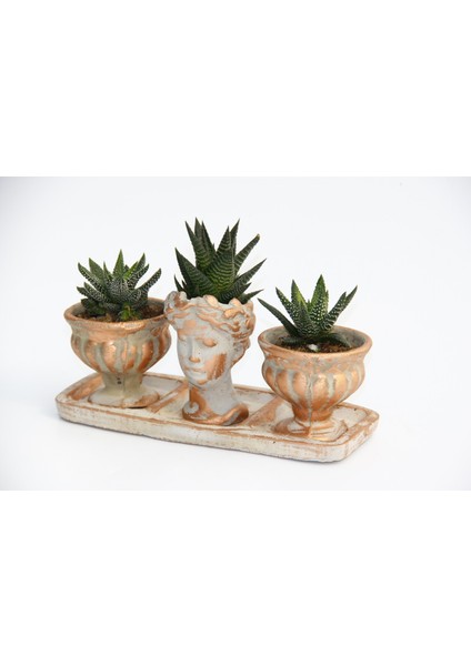 Trio Helen Orange Sukulent Seti - Haworthia Pumila, Limifolia
