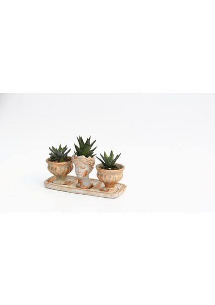 Trio Helen Orange Sukulent Seti - Haworthia Pumila, Limifolia
