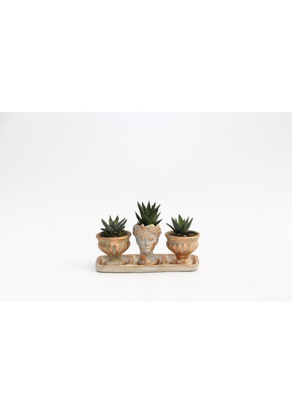 Trio Helen Orange Sukulent Seti - Haworthia Pumila, Limifolia