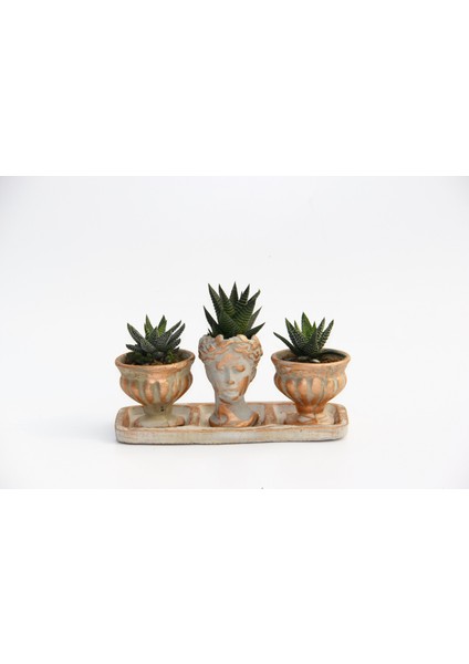 Trio Helen Orange Sukulent Seti - Haworthia Pumila, Limifolia