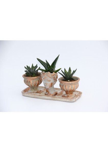 Trio Helen Orange Sukulent Seti - Haworthia Pumila, Aloe Ferox