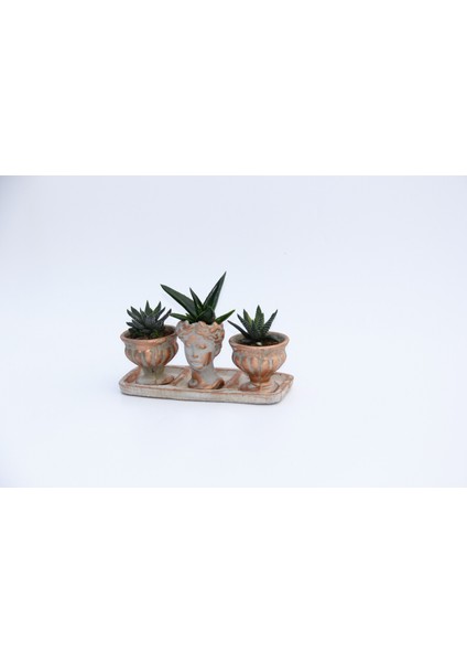Trio Helen Orange Sukulent Seti - Haworthia Pumila, Aloe Ferox