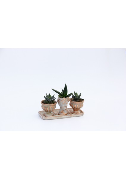 Trio Helen Orange Sukulent Seti - Haworthia Pumila, Aloe Ferox