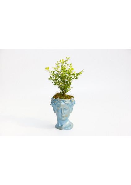 Bonsai Helen Buxus - Hediyelik Mavi Renk