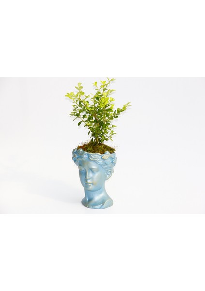 Bonsai Helen Buxus - Hediyelik Mavi Renk