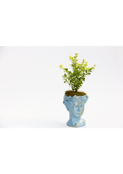 Bonsai Helen Buxus - Hediyelik Mavi Renk