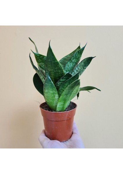 Yeşil Paşa Kılıcı – Sansevieria Hahnii 2 Adet