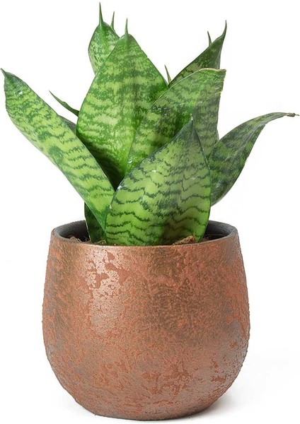 Yeşil Paşa Kılıcı – Sansevieria Hahnii 2 Adet