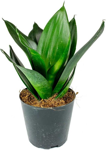 Yeşil Paşa Kılıcı – Sansevieria Hahnii 2 Adet