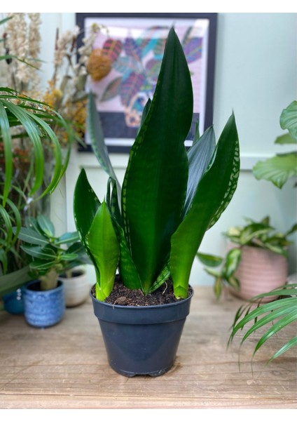 Yeşil Paşa Kılıcı – Sansevieria Hahnii 2 Adet