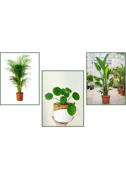 Starliçe & Areka & Pilea