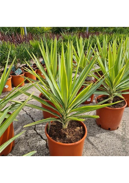 Yucca Jewel 40 cm