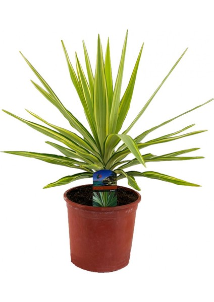 Yucca Jewel 40 cm