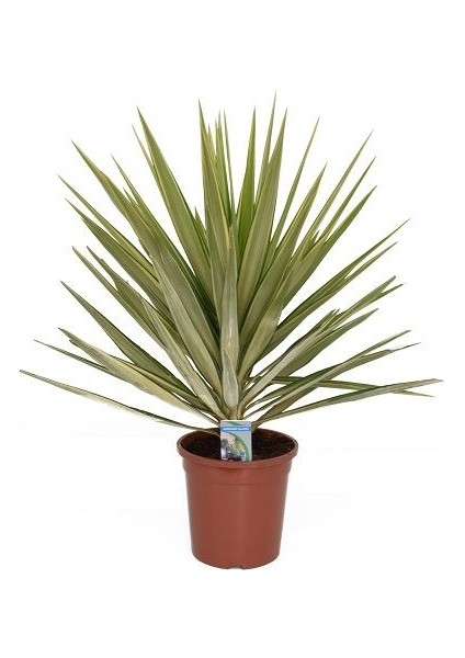 Yucca Jewel 40 cm