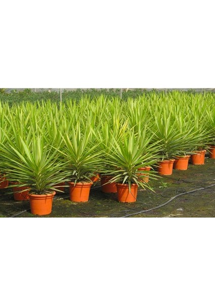 Yucca Jewel 40 cm