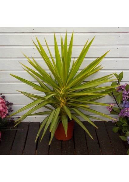 Yucca Jewel 40 cm