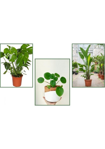 Monstera(Deve Tabanı) & Pilea & Starliçe
