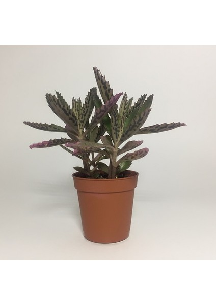 Aşkın Gözyaşı Çiçeği (Kalanchoe Daigremontiana) 15 cm 5 Adet