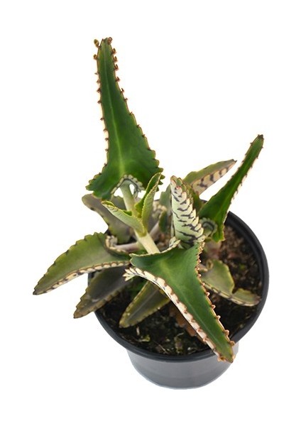 Aşkın Gözyaşı Çiçeği (Kalanchoe Daigremontiana) 15 cm 5 Adet