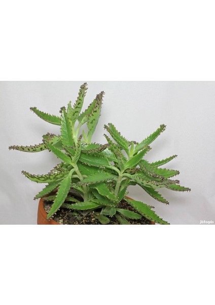 Aşkın Gözyaşı Çiçeği (Kalanchoe Daigremontiana) 15 cm