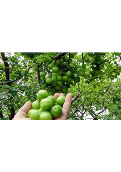 Papaz Erik Fidanı 3 Yaş Tüplü ve Aşılı