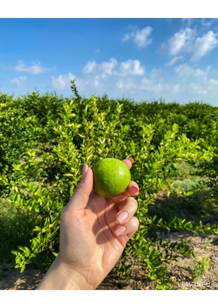 Lime - Brezilya