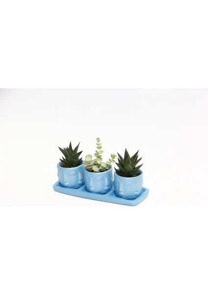 Trio Mavi Adler Sukulent Seti - Haworthia Limifolia, Crassula Per
