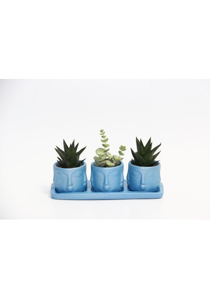 Trio Mavi Adler Sukulent Seti - Haworthia Limifolia, Crassula Per