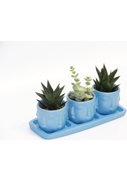 Trio Mavi Adler Sukulent Seti - Haworthia Limifolia, Crassula Per