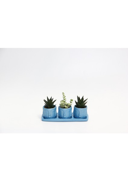 Trio Mavi Adler Sukulent Seti - Haworthia Limifolia, Crassula Per