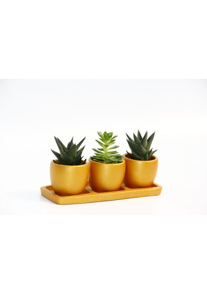 Trio Orange Hediyelik Sukulent Seti - Haworthia, Echeveria