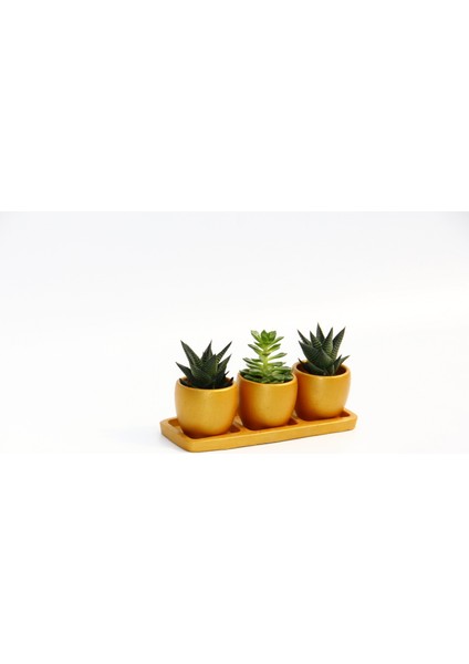 Trio Orange Hediyelik Sukulent Seti - Haworthia, Echeveria