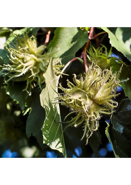 Corylus Colurna Bolu Fındığı Tohumu 100 Gr