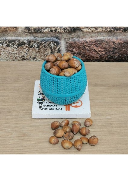 Corylus Colurna Bolu Fındığı Tohumu 100 Gr fiyatları