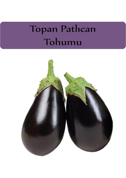 Çermik Fidancılık Topan Patlıcan Tohumu 10 gr