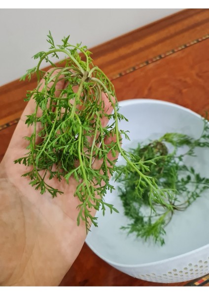 Çermik Fidancılık Ince Tere Tohumu 10 gr