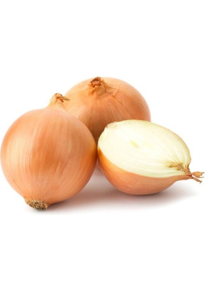 Kuru Soğan Tohumu 10 gr