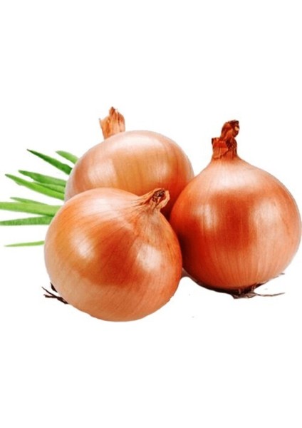 Kuru Soğan Tohumu 10 gr