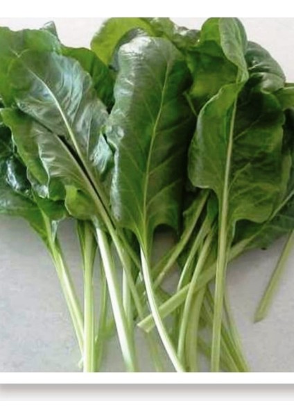 Geniş Yaprak Pazı Tohumu 25 gr