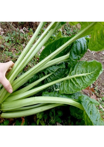 Geniş Yaprak Pazı Tohumu 25 gr fiyatları